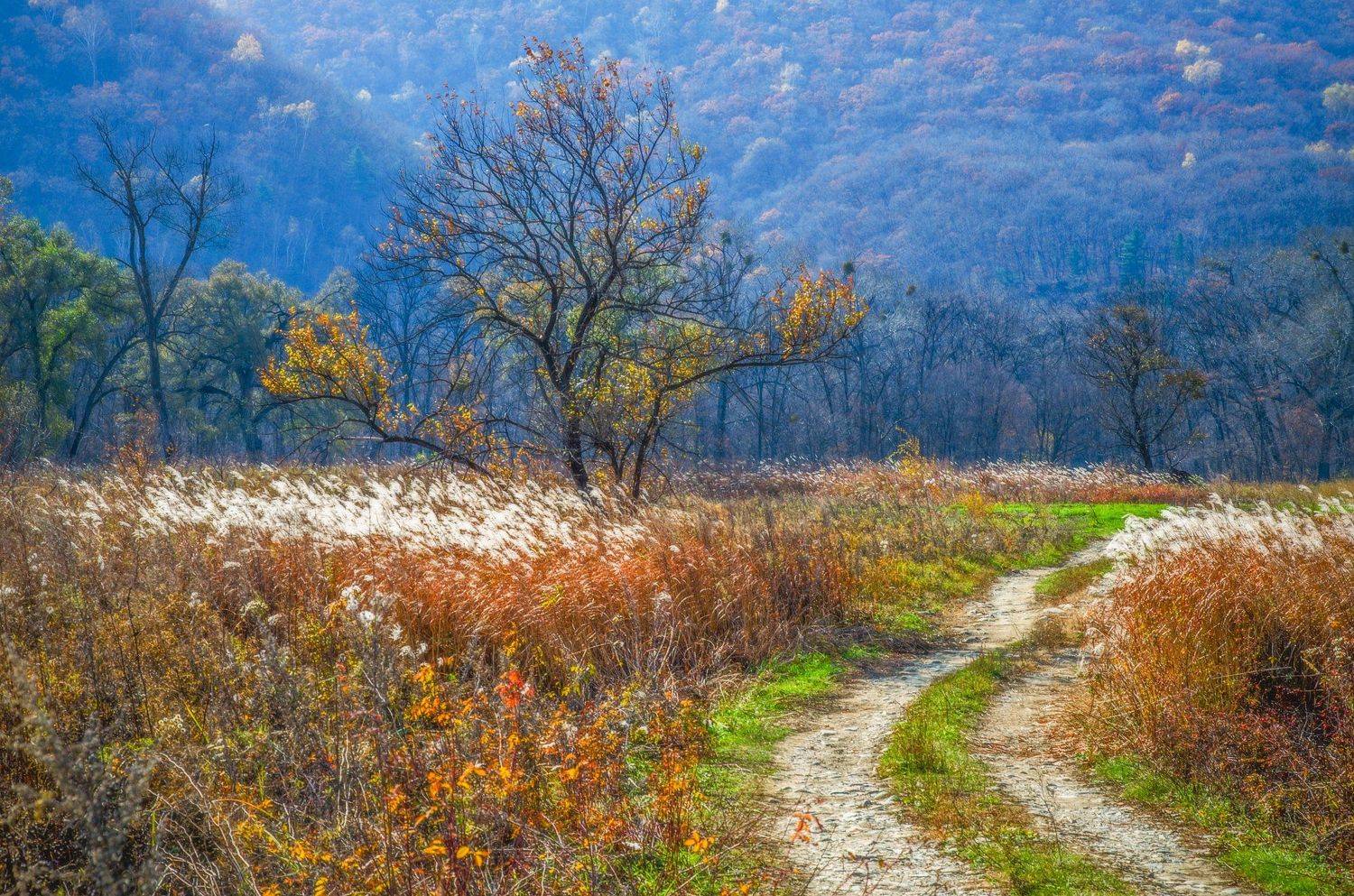 Дорога, дерево, Приморье, Приморский край, Виталий Берков