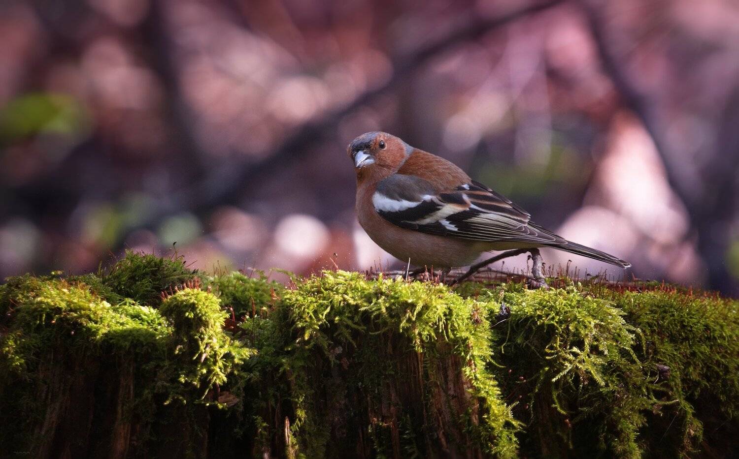 природа, лес, животные, птицы, Дмитрий Посевич