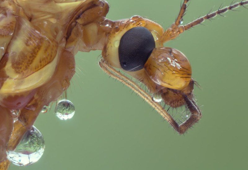 Tipulidae фото превью