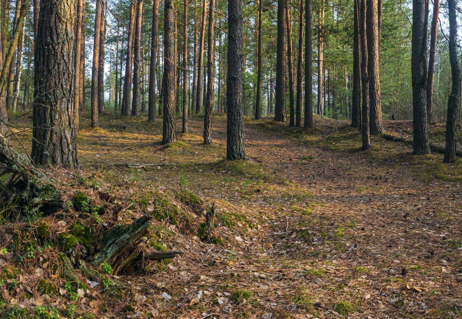 лес,пейзаж,александр березуцкий,, Александр Березуцкий