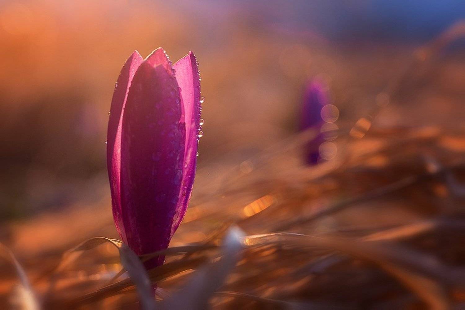 , Ирина Костова