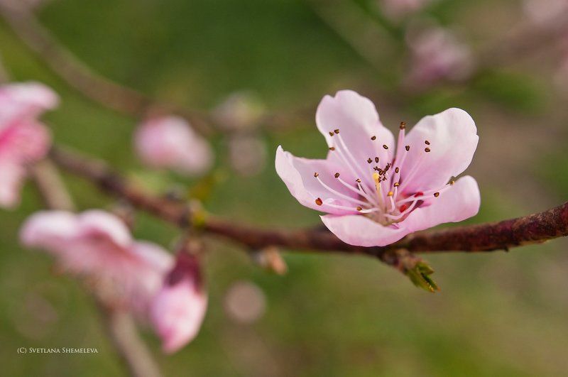 Весеннее настроение фото превью