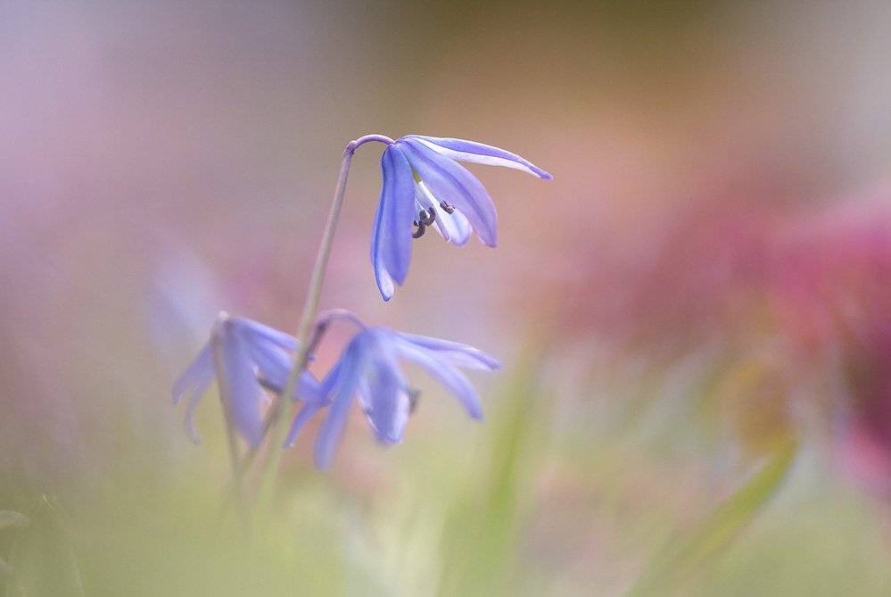 , Иваненко Светлана