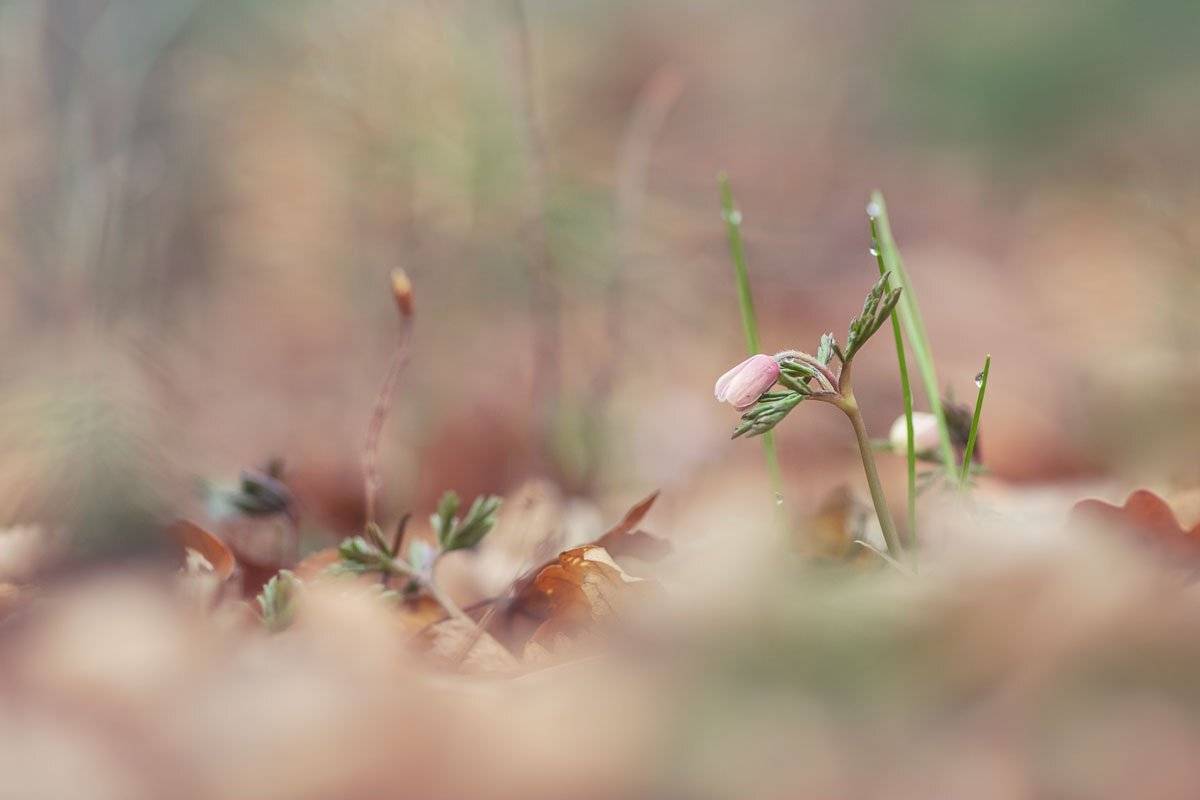 , Шинкарева Елена