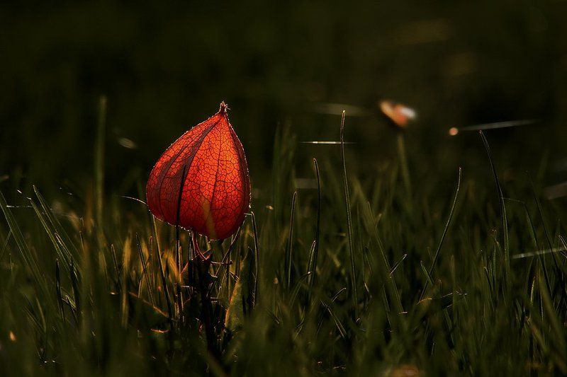 wake,macro,series,sony,style,eleven,memory,bokeh, Lucerna Series © фото превью