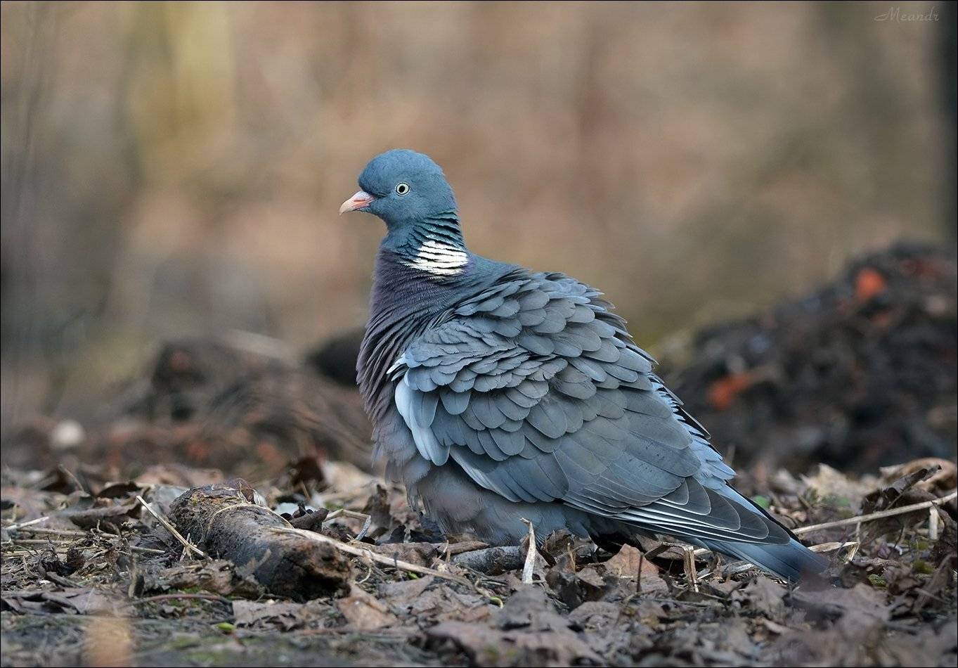 вяхирь, витютень, Андрей Медведев