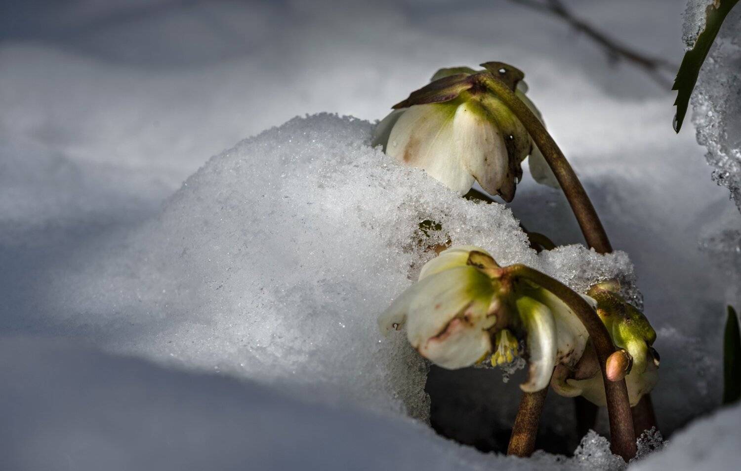 природа, макро, весна, апрель, снег, белый, пушистый, капризы природы, цветы, морозник черный, Неля Рачкова