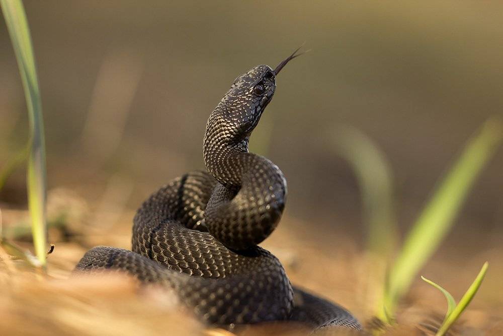 , Иваненко Светлана