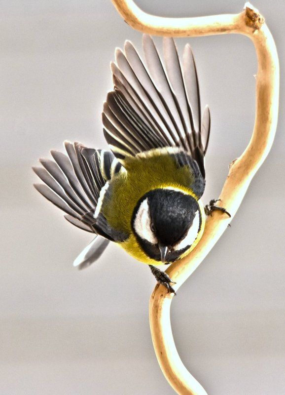 листопад Птицы фото превью