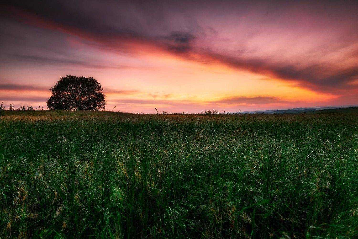 , Иван Димов