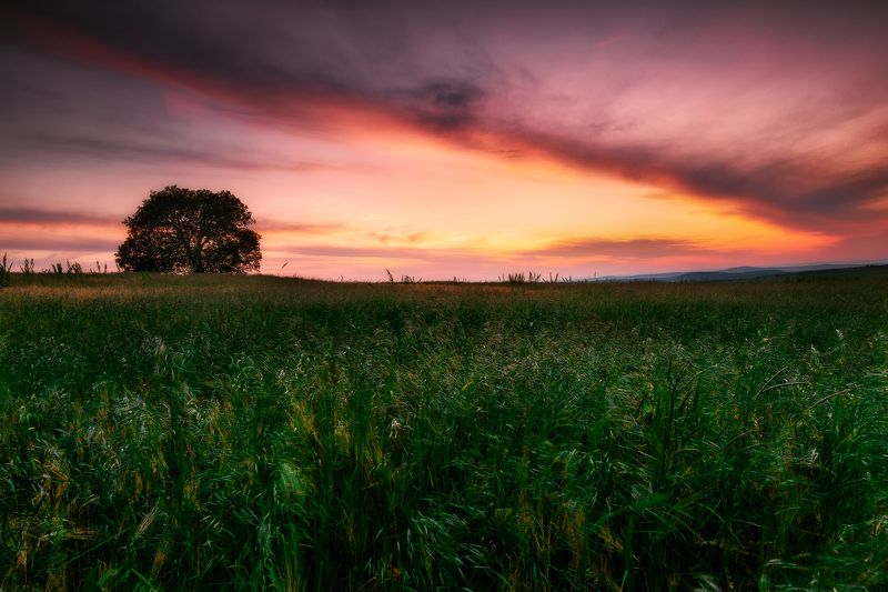 Late afternoon in the fieldd фото превью