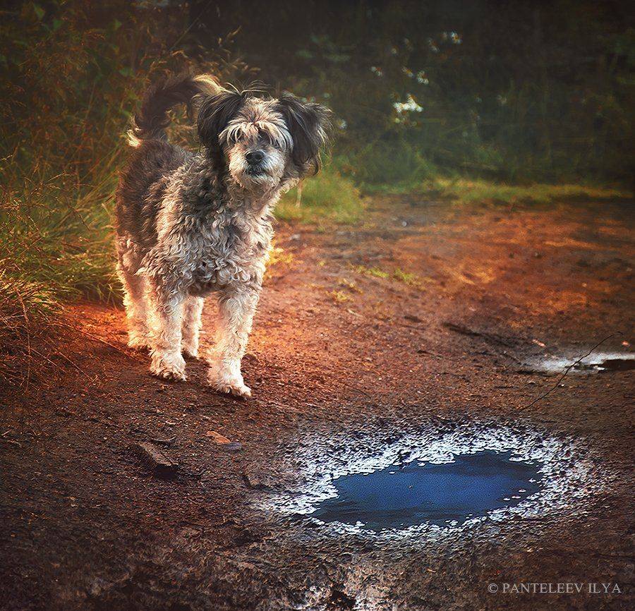 , Пантелеев Илья