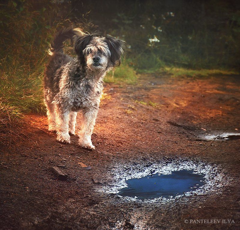 *** фото превью