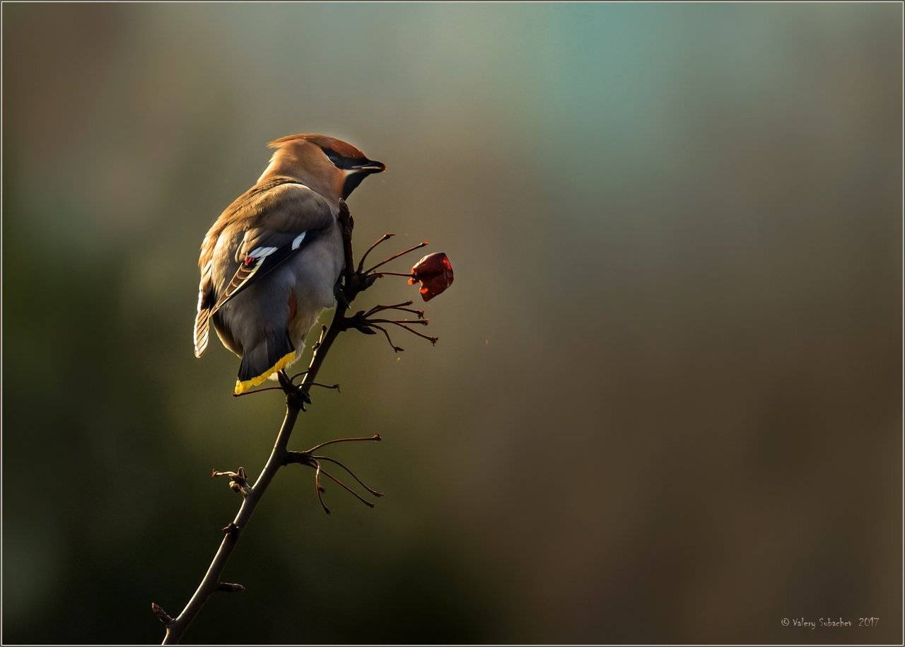 , Валерий Субачев