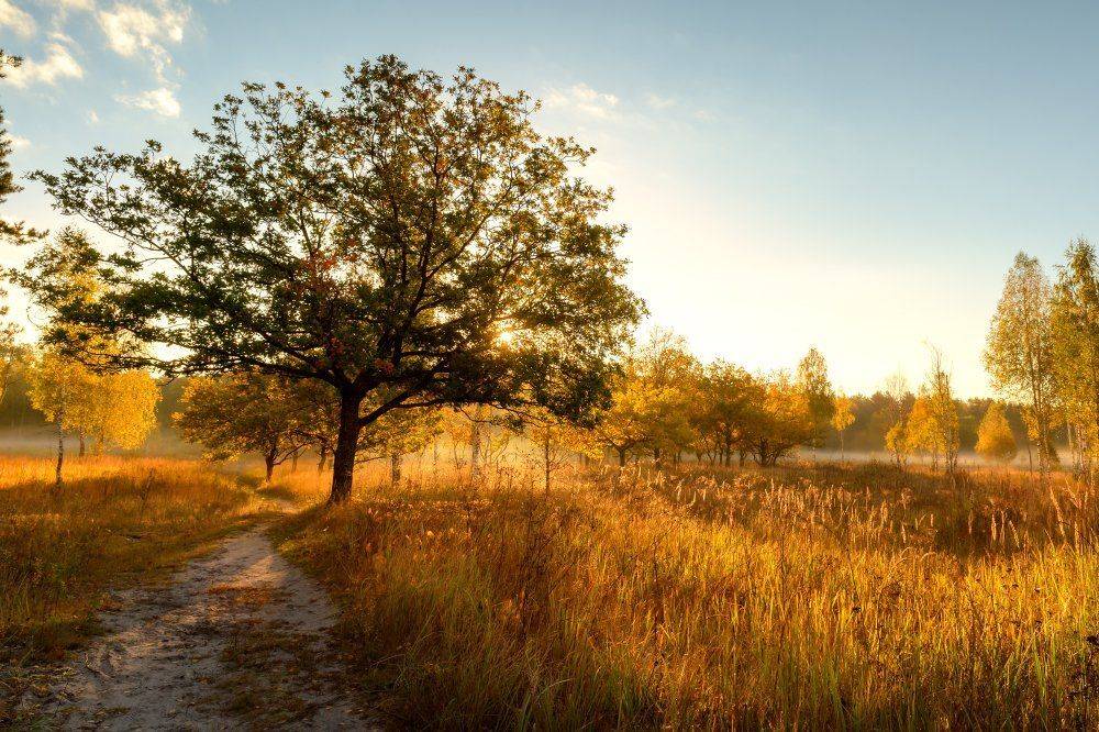 пейзаж,природа,осень,березы,лес,золотая,осень,утро,рассвет,небо,облака,тропинка,дубы,туман, Юлия Лаптева