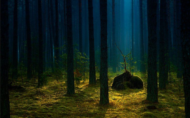 BORY** фото превью