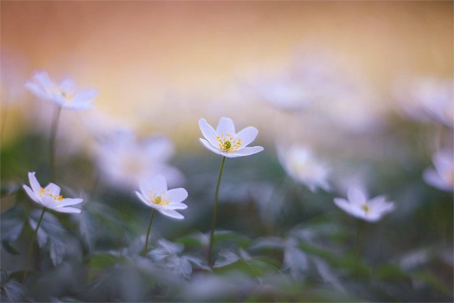 , Наталья Ова