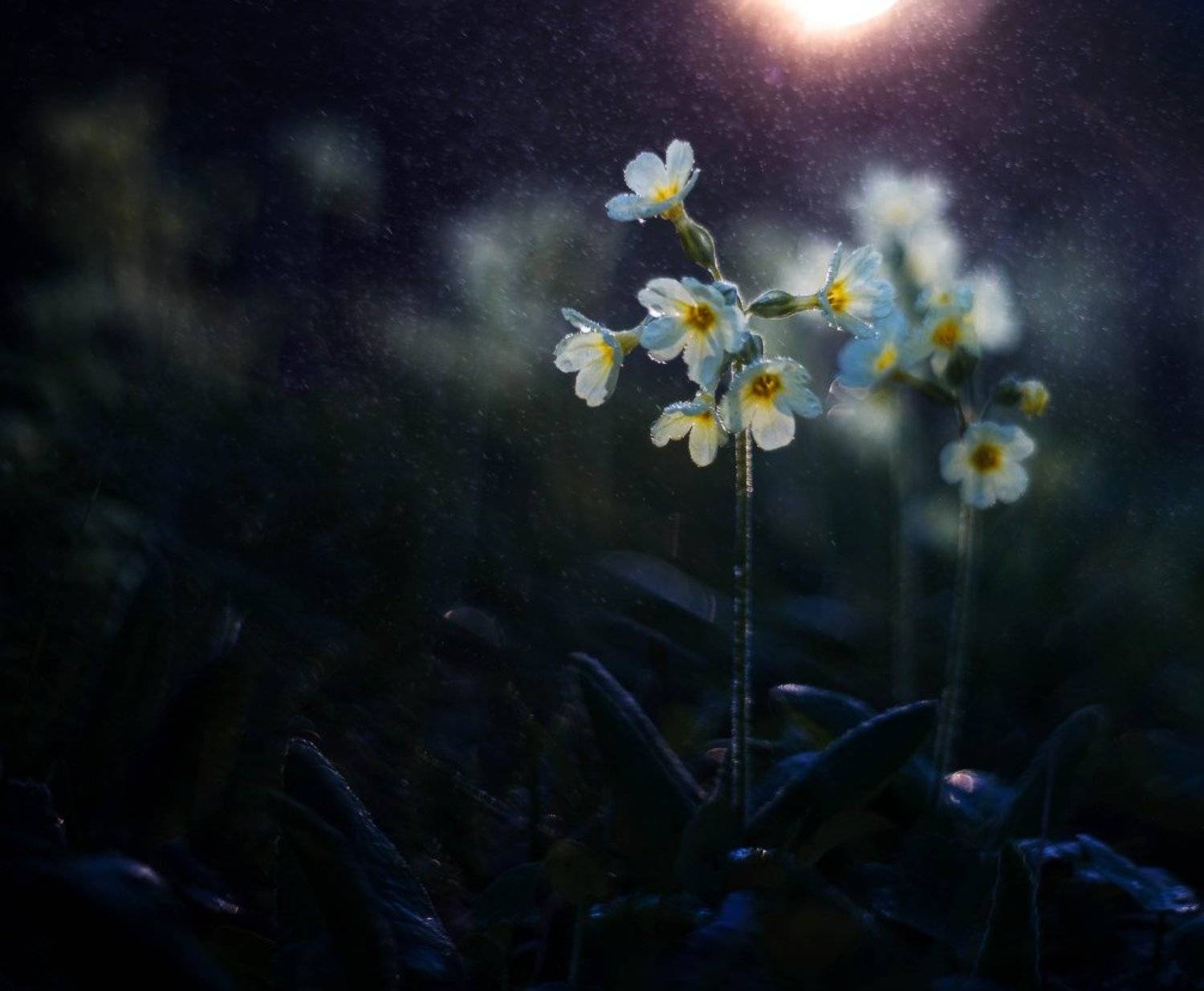 , Синкальський Тарас