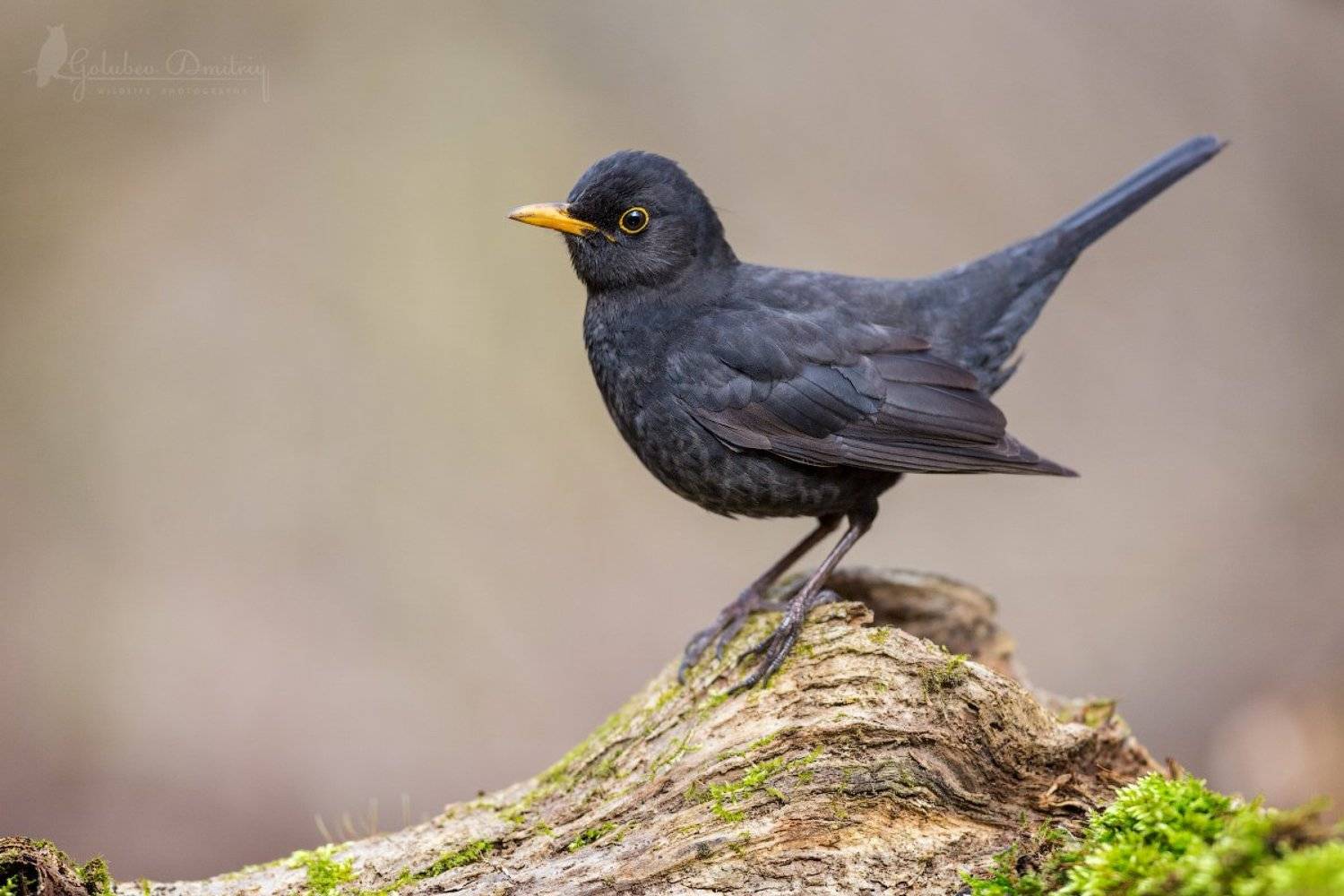 blackbird, bird, wildlife, wild, bird, черный дрозд, дрозд, птицы, дикая природа, Голубев Дмитрий