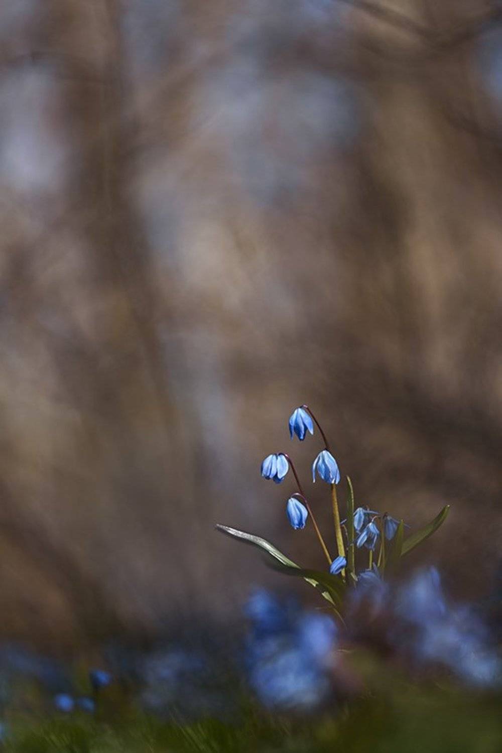 пролеска сибирская, Антон Воронин