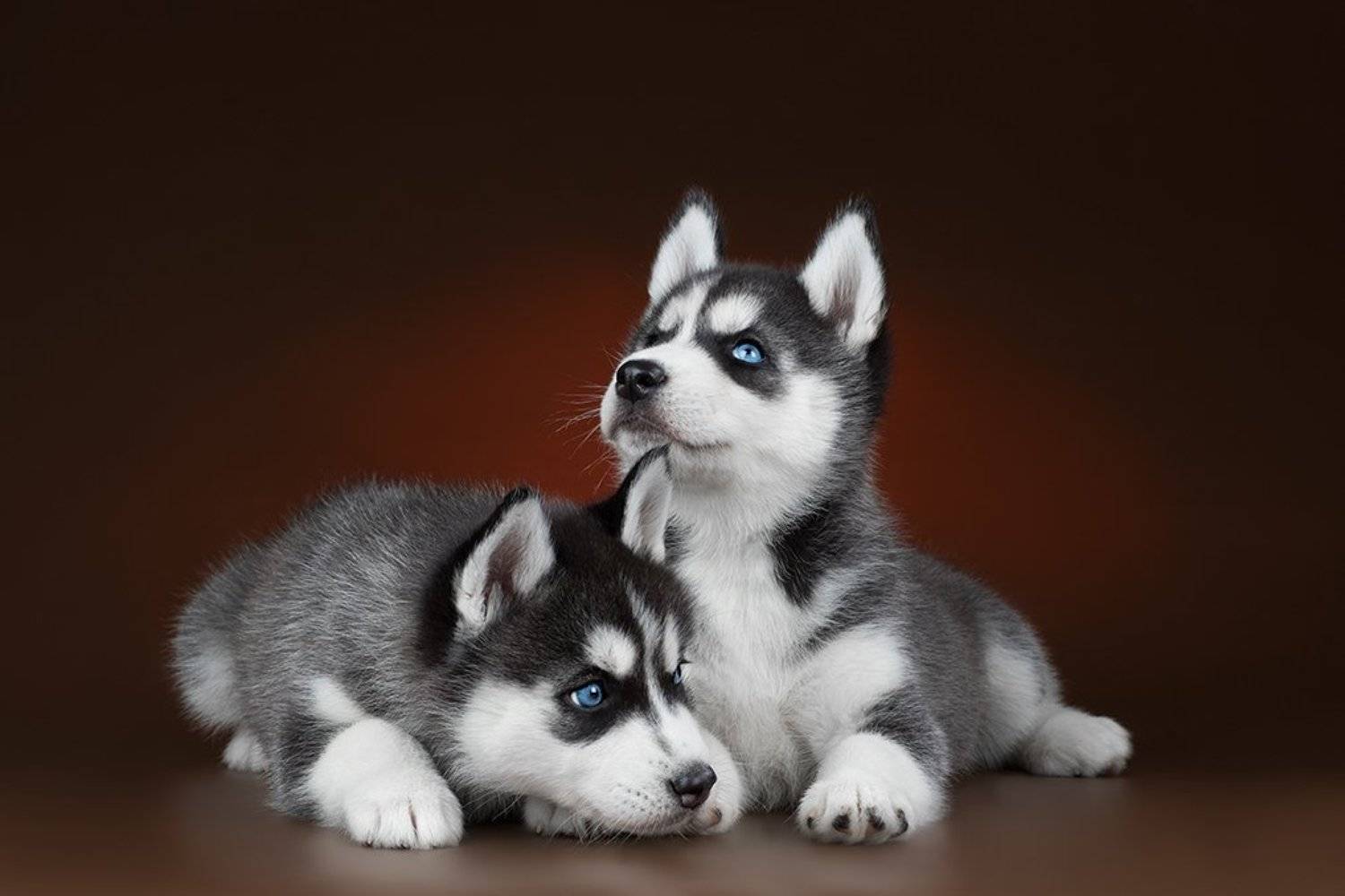 собки, щенки, милые, голубоглазые, хаски, Светлана Писарева