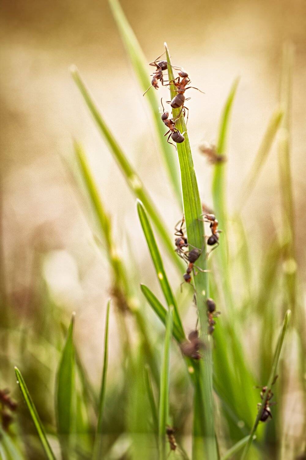 муха, жук, крылья, лист, хобот, свет, муравей, мошки, трава, Юрий Котов