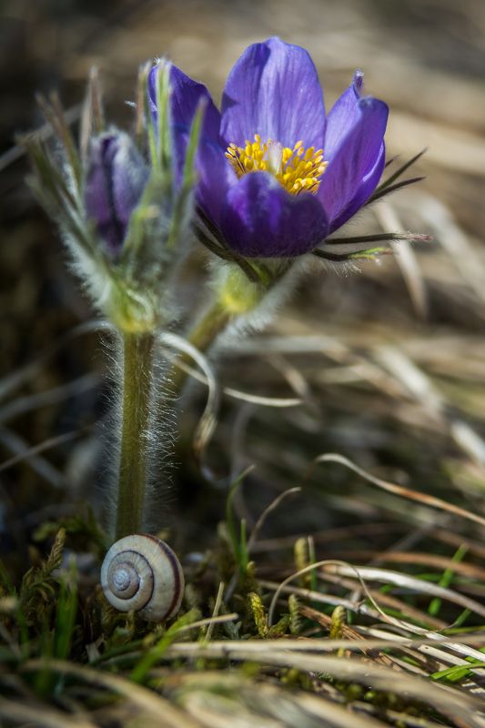 Bloom фото превью
