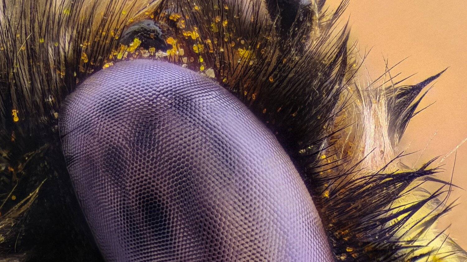 ceclii,macro,lgg4, extremmacro,  макро, Tsvetan Ganev