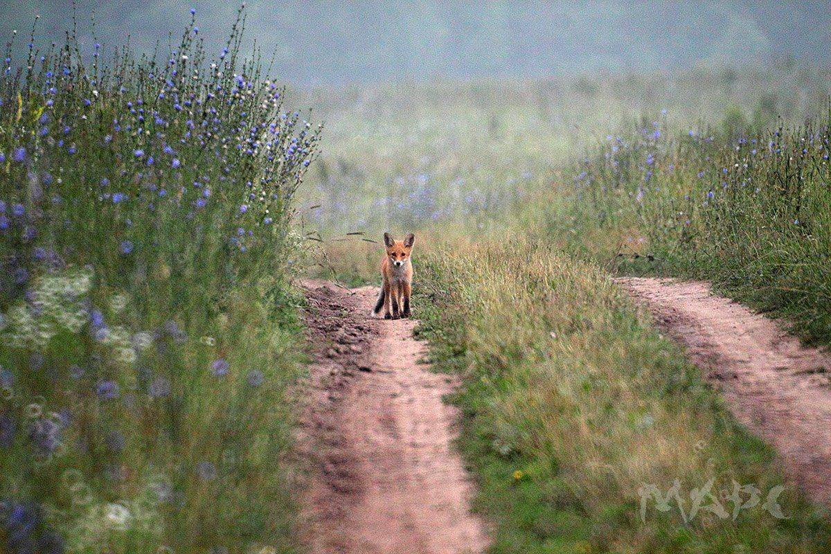 животные лисенок лето поле, Шангареев Марс