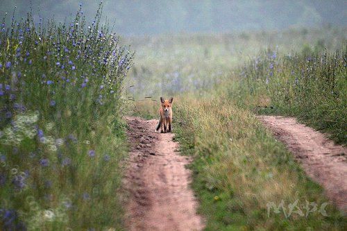 Неожиданная встреча.