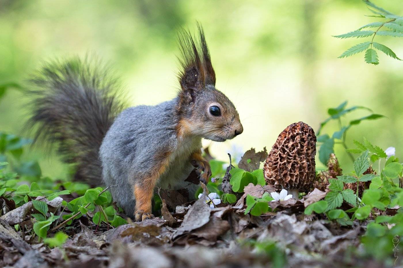 белка, сморчок, svet