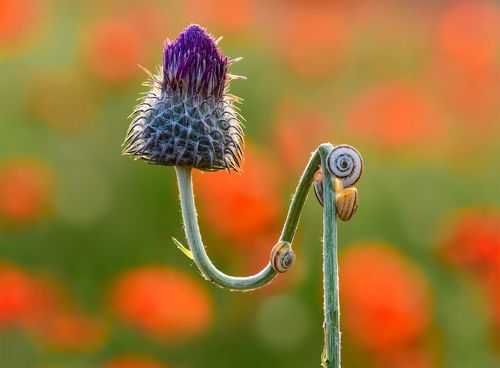 Цветочное общежитие / Flower community