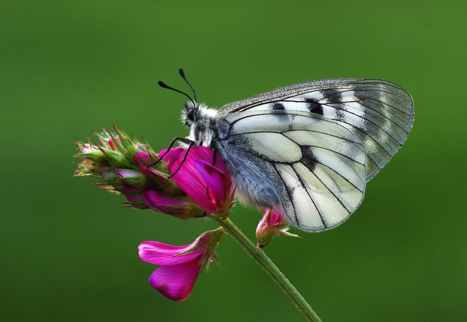 animal,nature,macro,butterfly,flower,clouded apollo, purple,light, Savas Sener