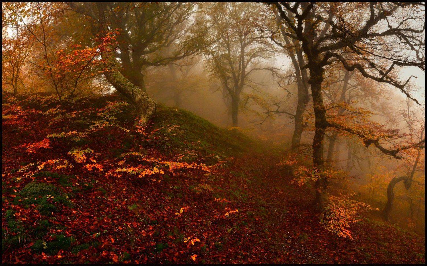 , Владимир Метцгер