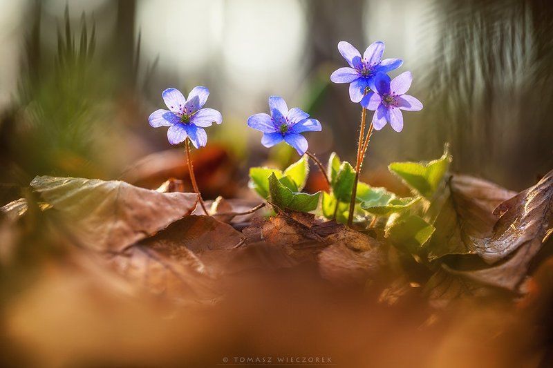 softness, beautiful, colours, spring, forest, light, morning, poland, flowers, plants Softness фото превью