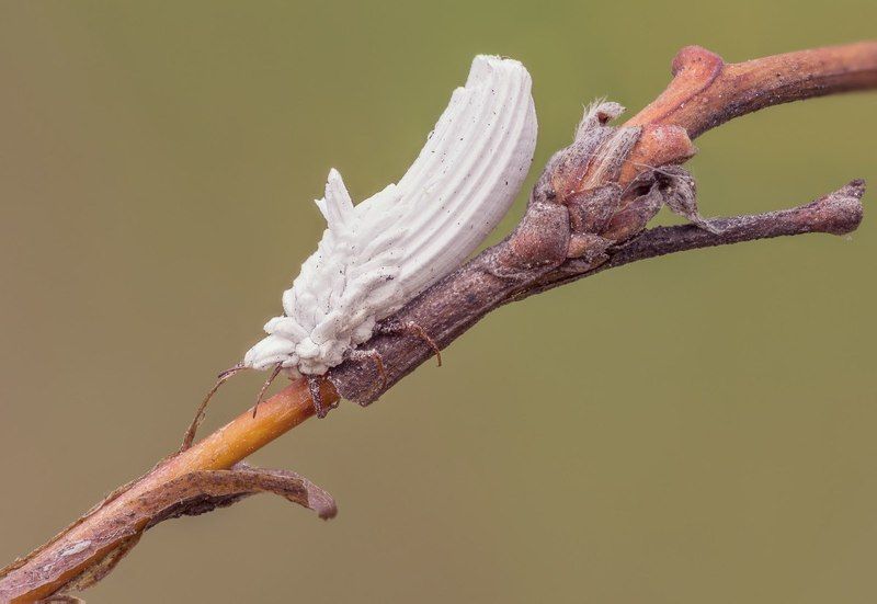 Червец крапивный (Orthezia urticae) фото превью