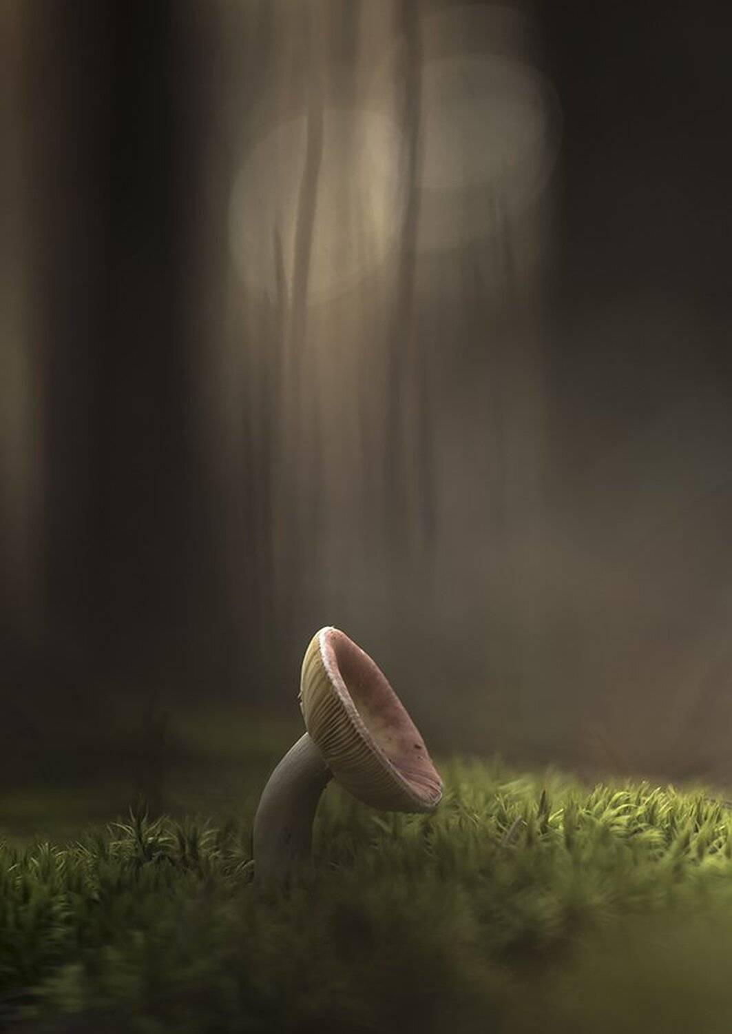 гриб, свет, осень, смотреть, алиса, мох, лес, воронеж, геннадий мещеряков, Геннадий Мещеряков