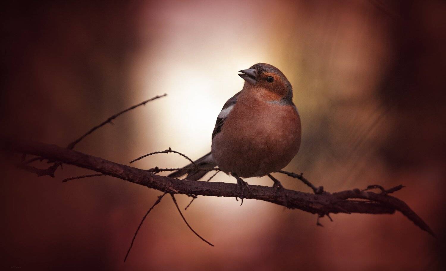 природа, лес, животные, птицы, Дмитрий Посевич