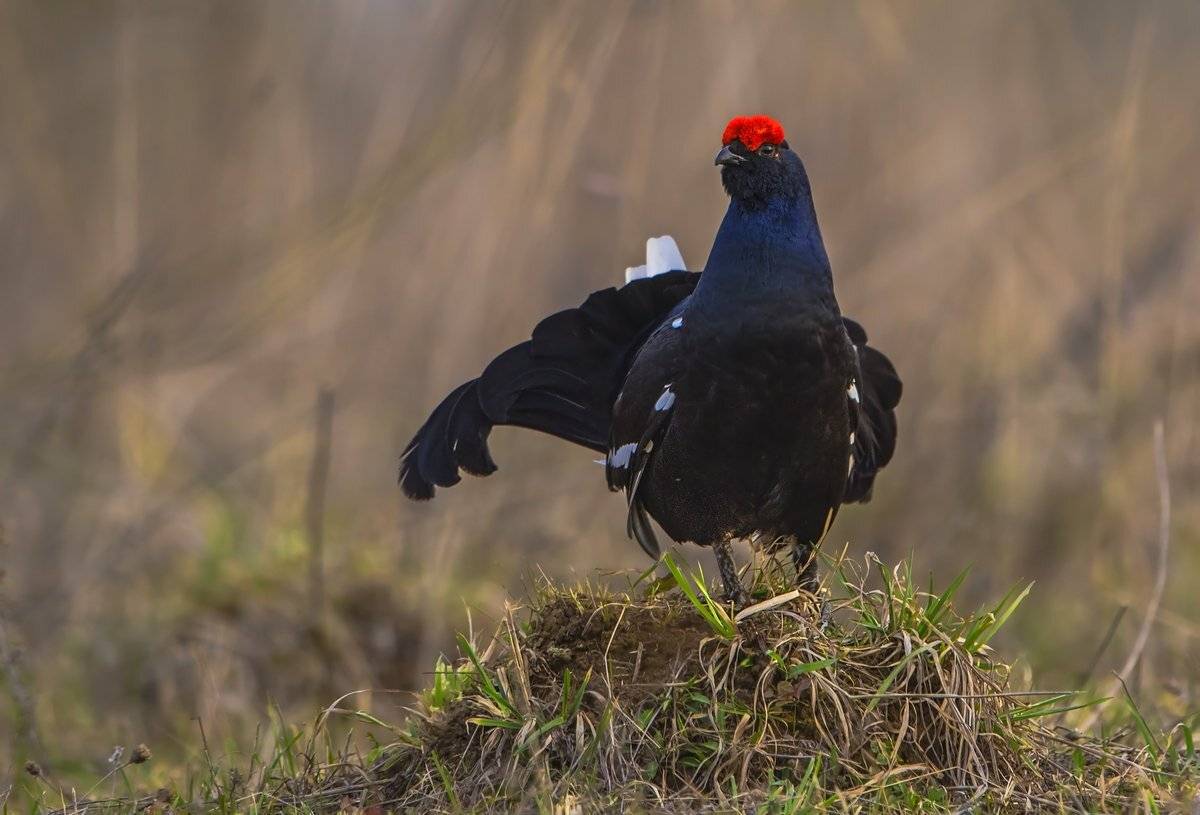 свидание, Александр Маркелов