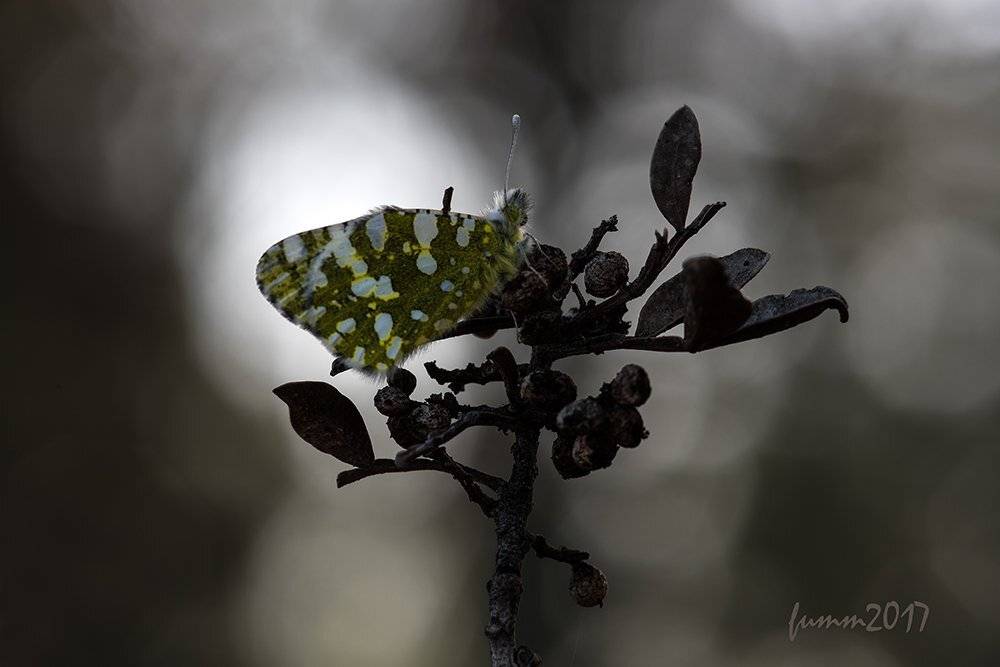 , Игорь ФУММ