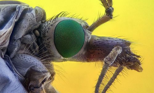 Crane Fly
