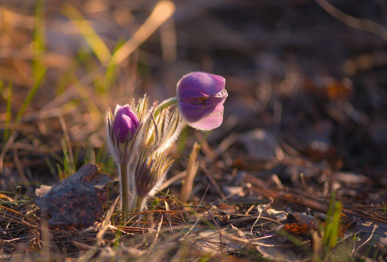 срн-трава, прострел, анемона, Галанзовская Оксана
