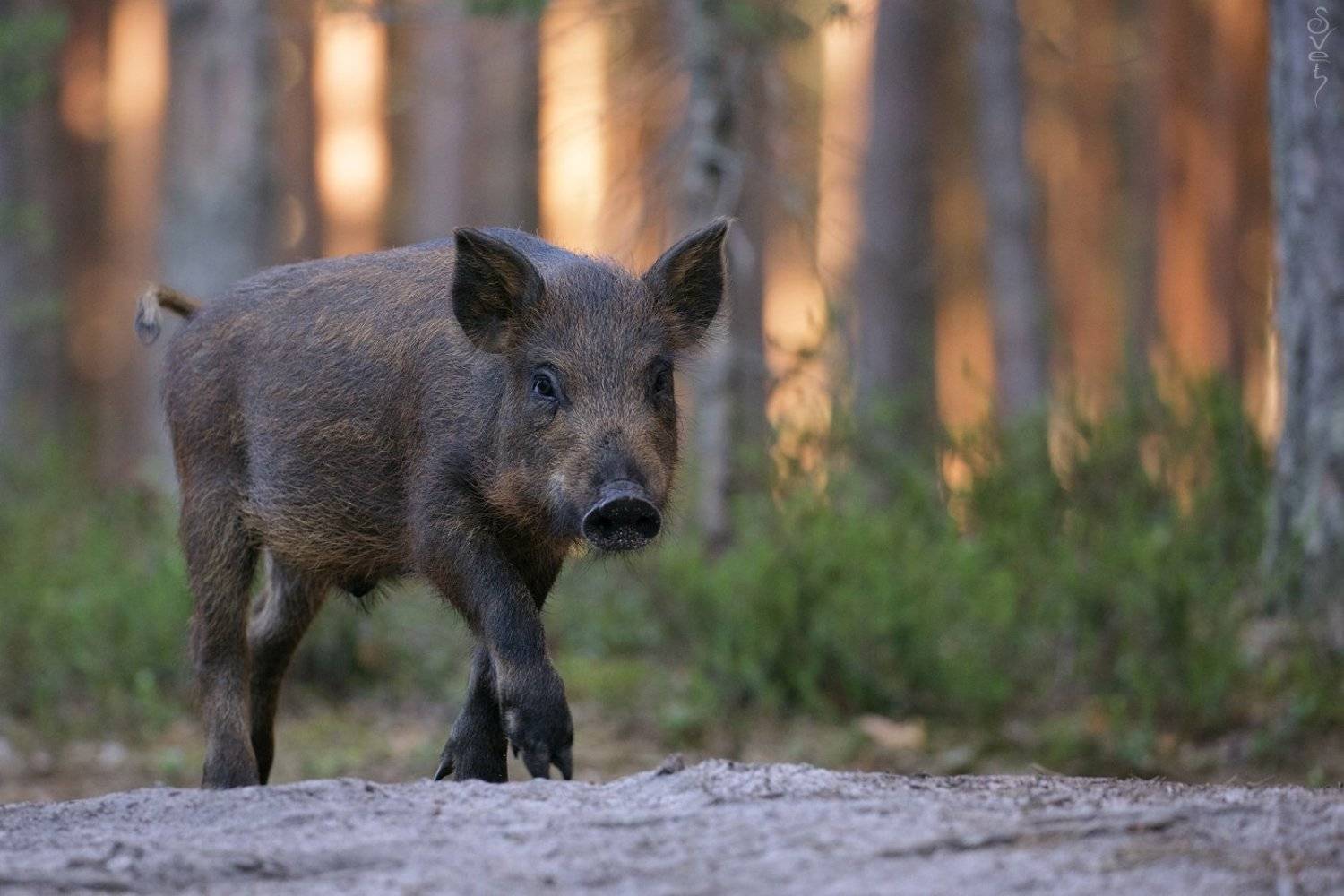 молодой кабан, svet