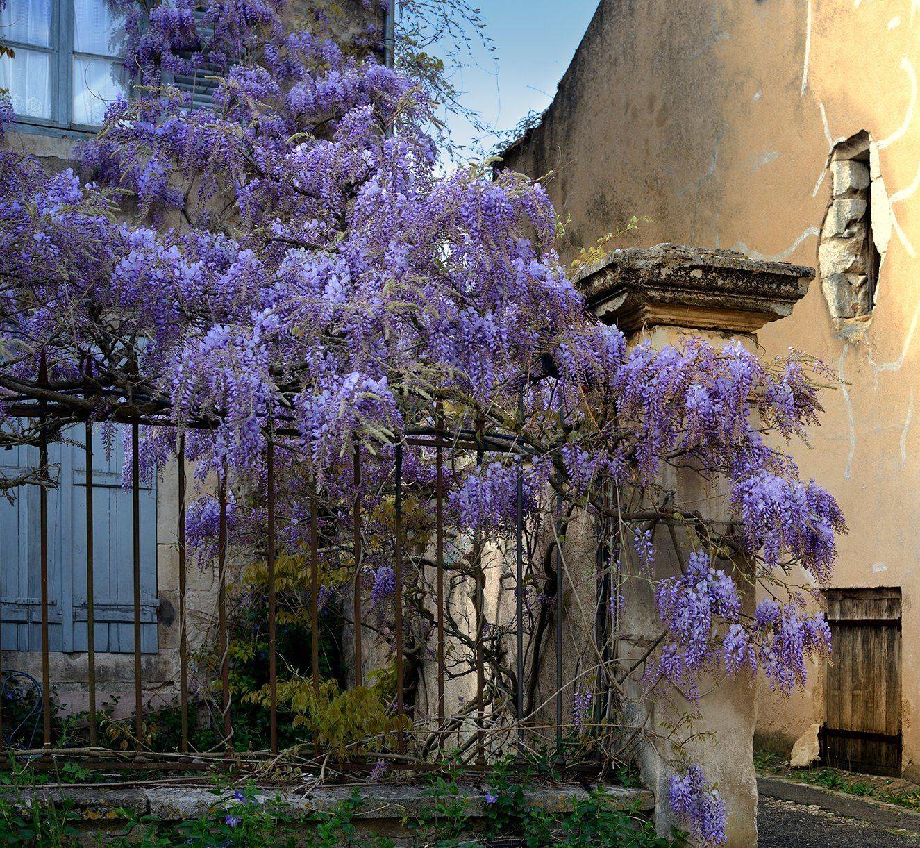 vezelay, глициния, Olga N.