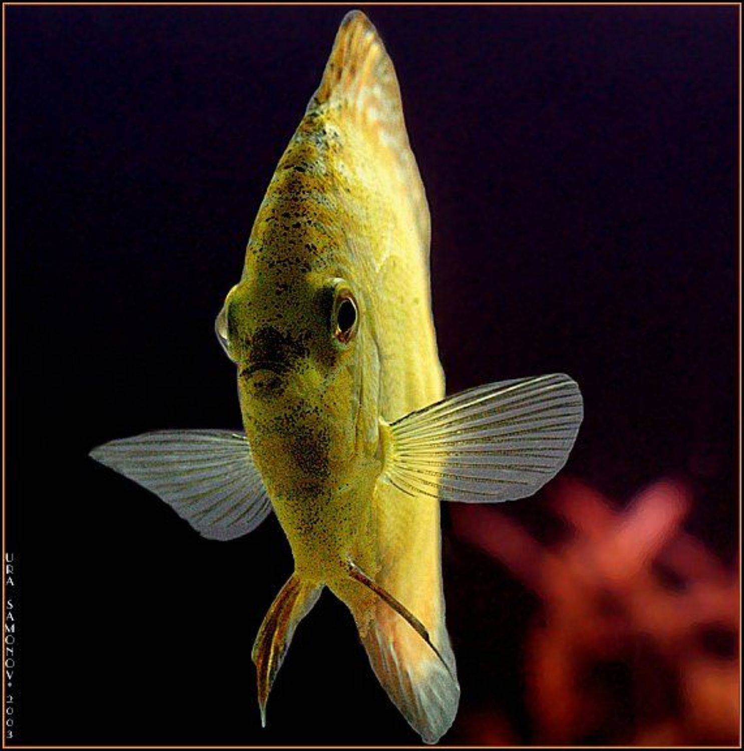 животный подводный мир, isamonov