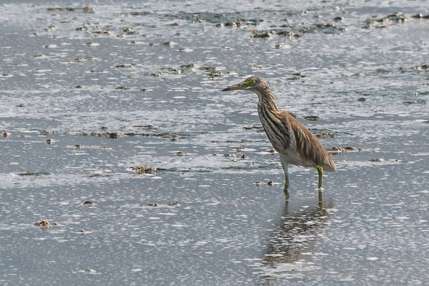 , Коростелев Юрий