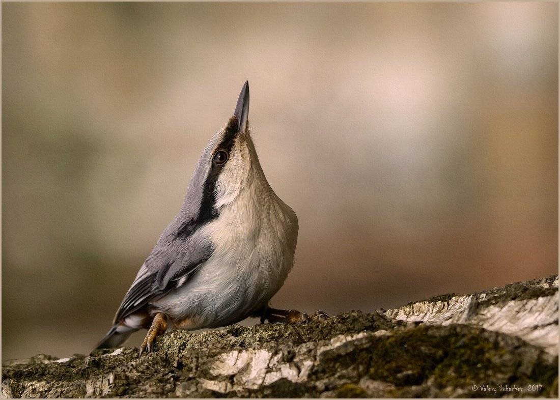 , Валерий Субачев