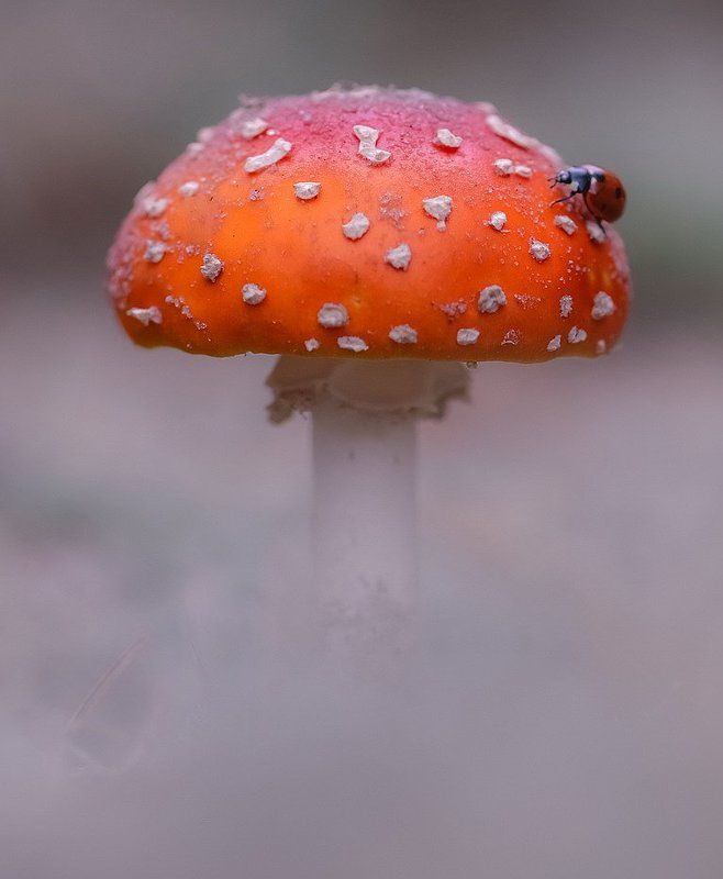 В стране мухомория фото превью