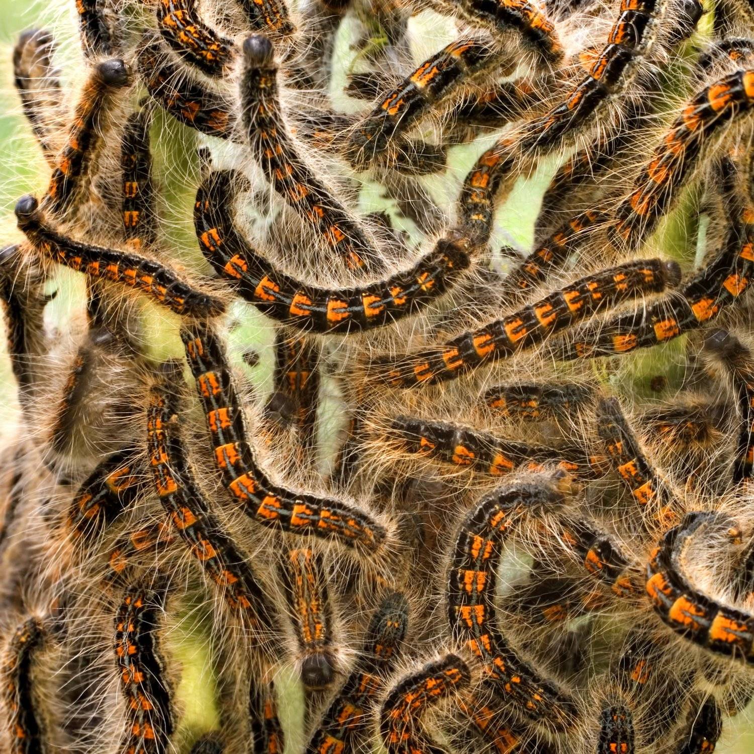 , Станислав Шинкаренко