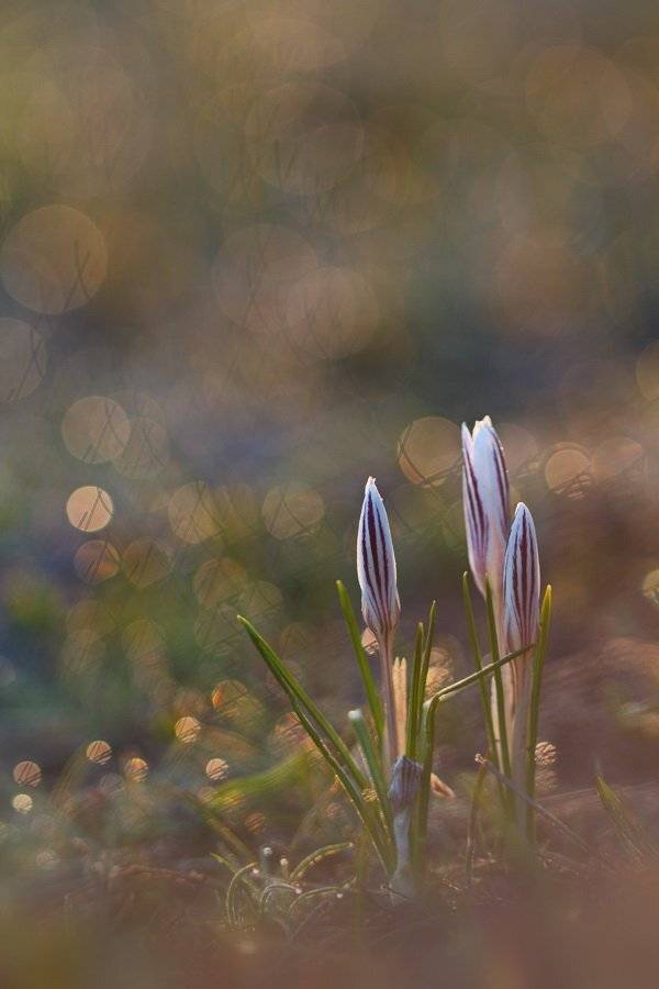шафран, сетчатый, crocus, reticulatus, крокус, полосатый, самарский лес, Sergii Markov